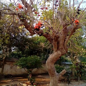 10-20 Flame of the Forest Seeds, Butea Monosperma, Palash, Bastard Teak, Parrot Tree, Bengal Kino, Tropical Flowering Tree Seeds image 5