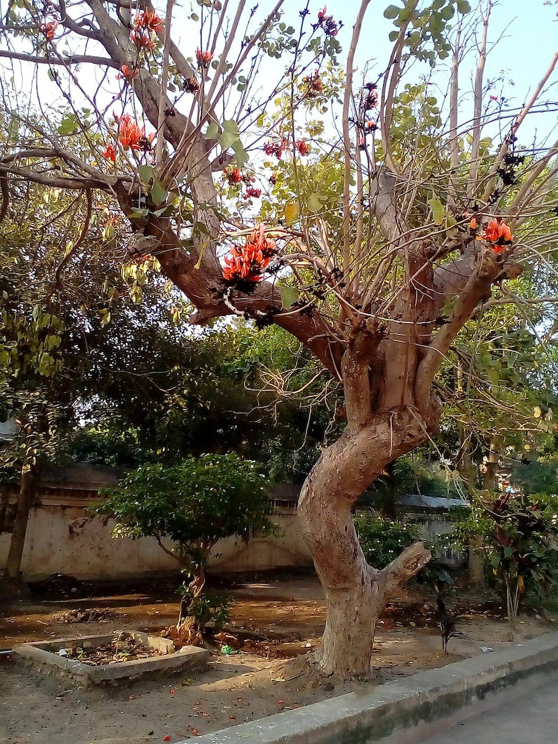10-20 Flame of the Forest Seeds, Butea Monosperma, Palash, Bastard Teak, Parrot Tree, Bengal Kino, Tropical Flowering Tree Seeds image 5