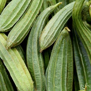 10+ lange groene ribbelpompoenzaden, Luffa acutangula, ribbelpompoen, Indiase groente afbeelding 7