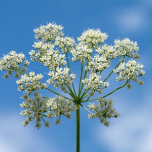 Über 100 Anissamen (Pimpinella anisum), Aniskraut, süßes Lakritzgewürz Bild 8