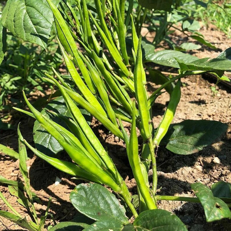 Puede incluir: Un racimo de vainas de jud&iacute;as largas, delgadas y de color verde brillante que crecen en una planta. Las vainas son lisas, cil&iacute;ndricas y puntiagudas en los extremos, colgando verticalmente de los tallos entre hojas anchas de color verde.