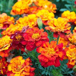 Peut inclure: Un groupe de fleurs de souci aux p&eacute;tales superpos&eacute;s dans des tons de rouge profond, d'orange vif et de jaune dor&eacute;. Les fleurs sont dens&eacute;ment regroup&eacute;es avec des bords fronc&eacute;s, sur un fond de feuillage vert fonc&eacute; &agrave; la texture fine.