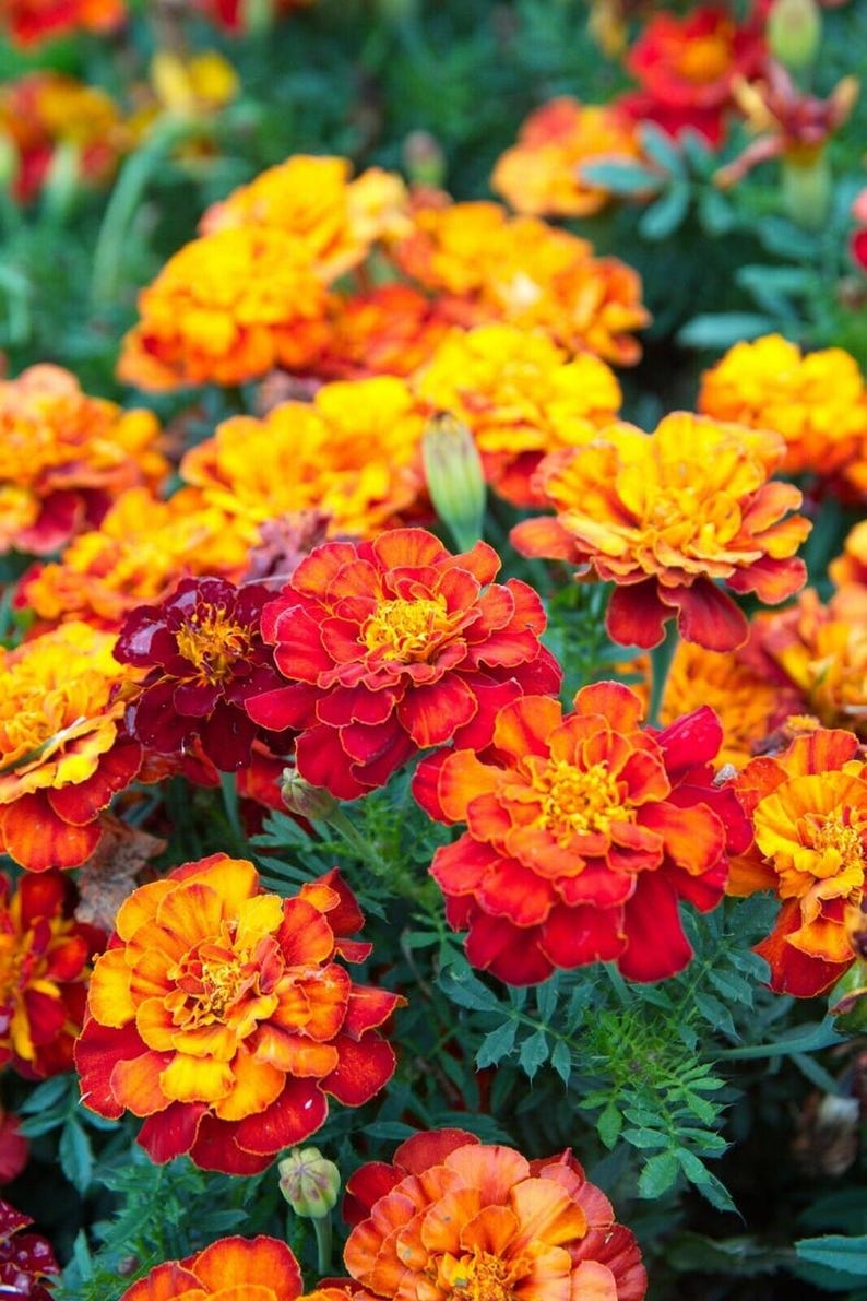 Peut inclure: Un groupe de fleurs de souci aux p&eacute;tales superpos&eacute;s dans des tons de rouge profond, d'orange vif et de jaune dor&eacute;. Les fleurs sont dens&eacute;ment regroup&eacute;es avec des bords fronc&eacute;s, sur un fond de feuillage vert fonc&eacute; &agrave; la texture fine.