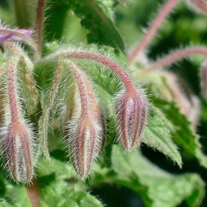 Más de 15 semillas de borraja, Borago officinalis, flor de estrella azul, hierba comestible. imagen 4