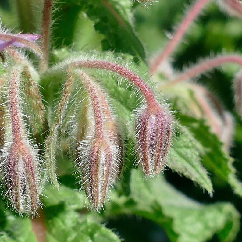 Más de 15 semillas de borraja, Borago officinalis, flor de estrella azul, hierba comestible. imagen 4