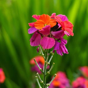 May include: A cluster of wallflower blossoms featuring vibrant orange and deep magenta petals. The flower head sits atop a slender green stem with small, thin leaves. The petals are rounded and layered, creating a dense, colourful bloom.