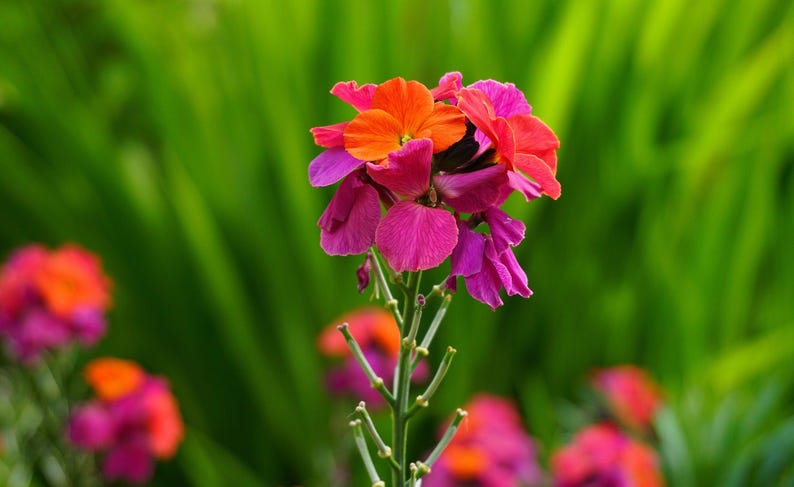 May include: A cluster of wallflower blossoms featuring vibrant orange and deep magenta petals. The flower head sits atop a slender green stem with small, thin leaves. The petals are rounded and layered, creating a dense, colourful bloom.