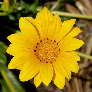 Plus de 100 graines de Gazania (Gazania rigens), marguerite africaine, fleurs aux couleurs mélangées image 2