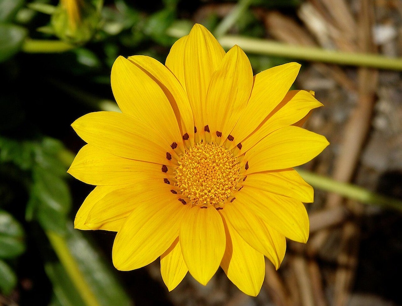 Plus de 100 graines de Gazania (Gazania rigens), marguerite africaine, fleurs aux couleurs mélangées image 2