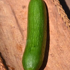 Puede incluir: Un pepino fresco de color verde vibrante con una piel ligeramente rugosa y texturizada. La verdura tiene forma cil&iacute;ndrica con extremos redondeados, mostrando variaciones naturales en su color verde oscuro y un acabado mate sutil.