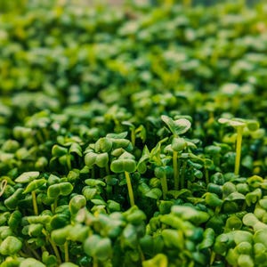 Meer dan 300 tuinkerszaadjes, Lepidium sativum, Halim, Microgreens kruiden afbeelding 3