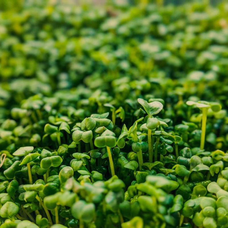 Meer dan 300 tuinkerszaadjes, Lepidium sativum, Halim, Microgreens kruiden afbeelding 3