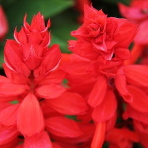 Pu&ograve; includere: Due vivaci spighe di fiori di salvia splendens con densi grappoli di petali tubolari disposti in formazione verticale. I luminosi fiori scarlatti sono circondati da un fogliame verde intenso, creando un contrasto botanico molto evidente.