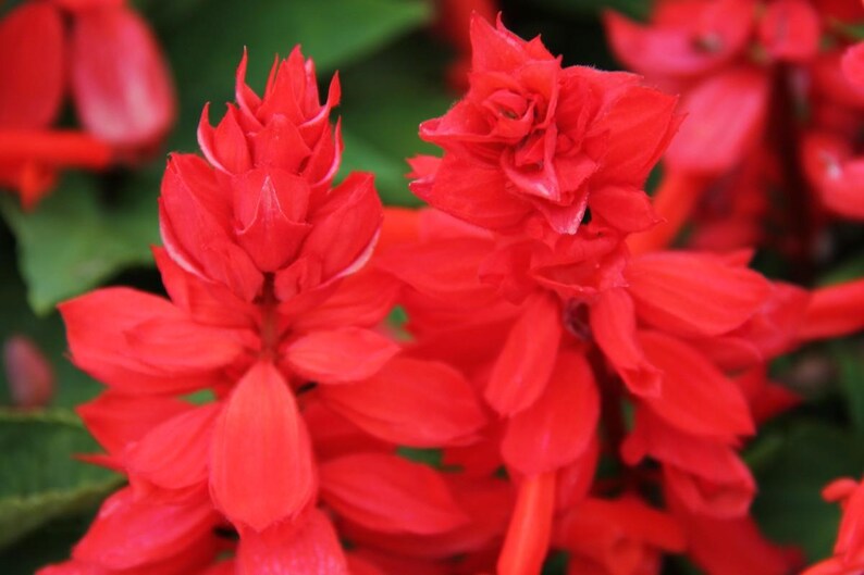 Pu&ograve; includere: Due vivaci spighe di fiori di salvia splendens con densi grappoli di petali tubolari disposti in formazione verticale. I luminosi fiori scarlatti sono circondati da un fogliame verde intenso, creando un contrasto botanico molto evidente.