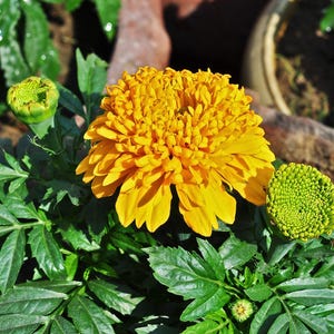 Plus de 100 graines de souci français (Tagetes patula), fleurs compactes pour bordures et pots image 5