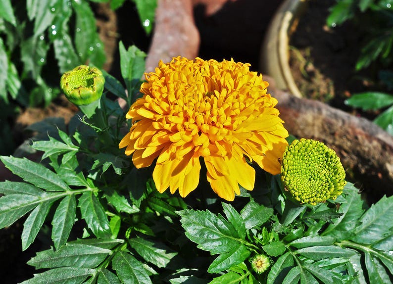 Plus de 100 graines de souci français (Tagetes patula), fleurs compactes pour bordures et pots image 5