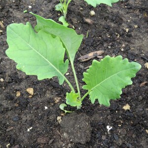 Meer dan 100 paarse koolrabizaden, Brassica oleracea, Duitse raap, Knol Khol afbeelding 3