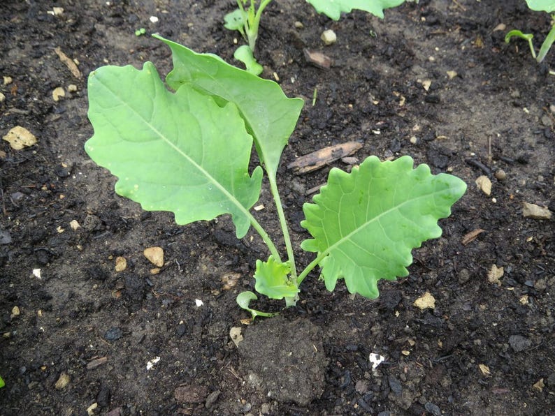 Meer dan 100 paarse koolrabizaden, Brassica oleracea, Duitse raap, Knol Khol afbeelding 3