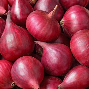 Pu&ograve; includere: Una collezione di cipolle rosse intere con una buccia cartacea liscia di colore magenta intenso. Ogni cipolla presenta un collo affusolato e un corpo bulboso arrotondato, strettamente raggruppate per riempire l'inquadratura con tonalit&agrave; rosso-viola.
