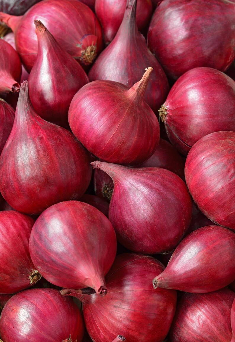 Pu&ograve; includere: Una collezione di cipolle rosse intere con una buccia cartacea liscia di colore magenta intenso. Ogni cipolla presenta un collo affusolato e un corpo bulboso arrotondato, strettamente raggruppate per riempire l'inquadratura con tonalit&agrave; rosso-viola.
