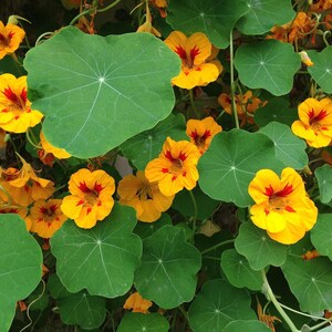 20+ Kapuzinerkresse-Alaska-Mischung (Tropaeolum majus, Kapuzinerkresseblüte, Gartenpflanze) Bild 8