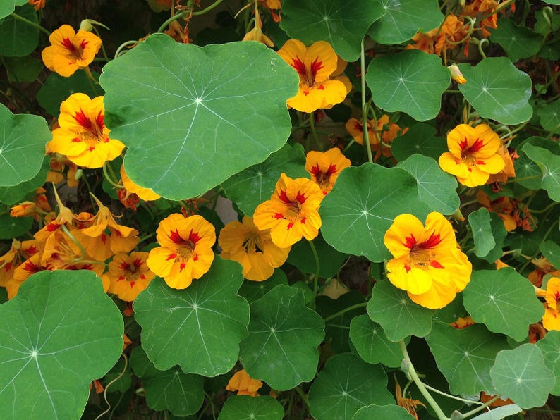 20+ Kapuzinerkresse-Alaska-Mischung (Tropaeolum majus, Kapuzinerkresseblüte, Gartenpflanze) Bild 8