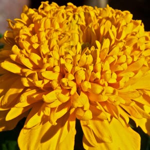 Plus de 100 graines de souci français (Tagetes patula), fleurs compactes pour bordures et pots image 6