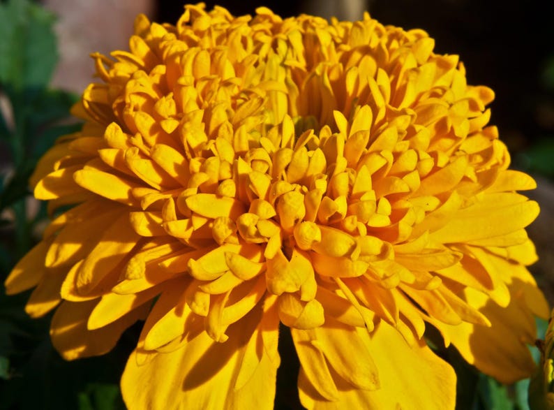 Plus de 100 graines de souci français (Tagetes patula), fleurs compactes pour bordures et pots image 6