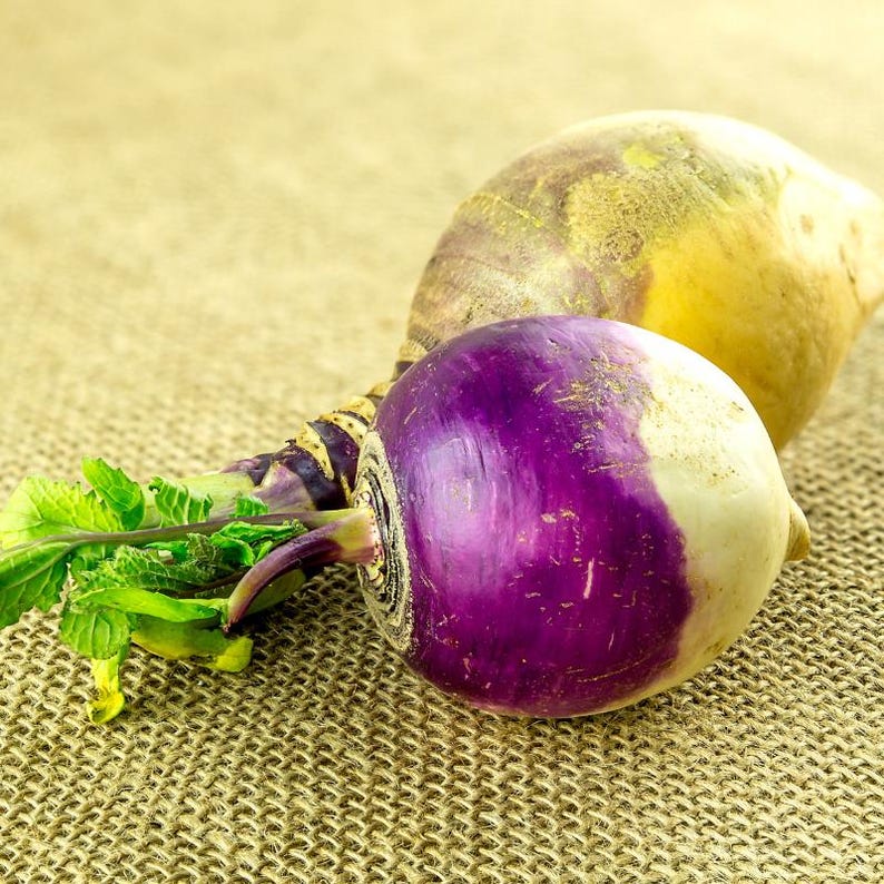 300+ Purple Top White Globe Turnip Seeds, Brassica rapa, White Root Vegetable image 6