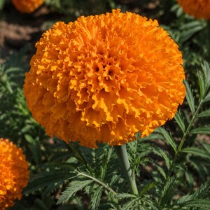 May include: A vibrant orange marigold flower with densely packed, ruffled petals forming a spherical bloom. The flower sits atop a slender green stem surrounded by finely serrated, pinnate green leaves, with other similar blossoms visible nearby.
