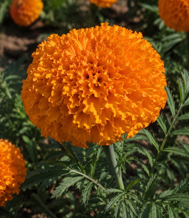 May include: A vibrant orange marigold flower with densely packed, ruffled petals forming a spherical bloom. The flower sits atop a slender green stem surrounded by finely serrated, pinnate green leaves, with other similar blossoms visible nearby.