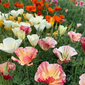 May include: A field of California poppies featuring a variety of colours including vibrant orange, creamy white, and soft pink. The flowers have delicate, ruffled petals and thin green stems, growing in a dense cluster across the garden landscape.