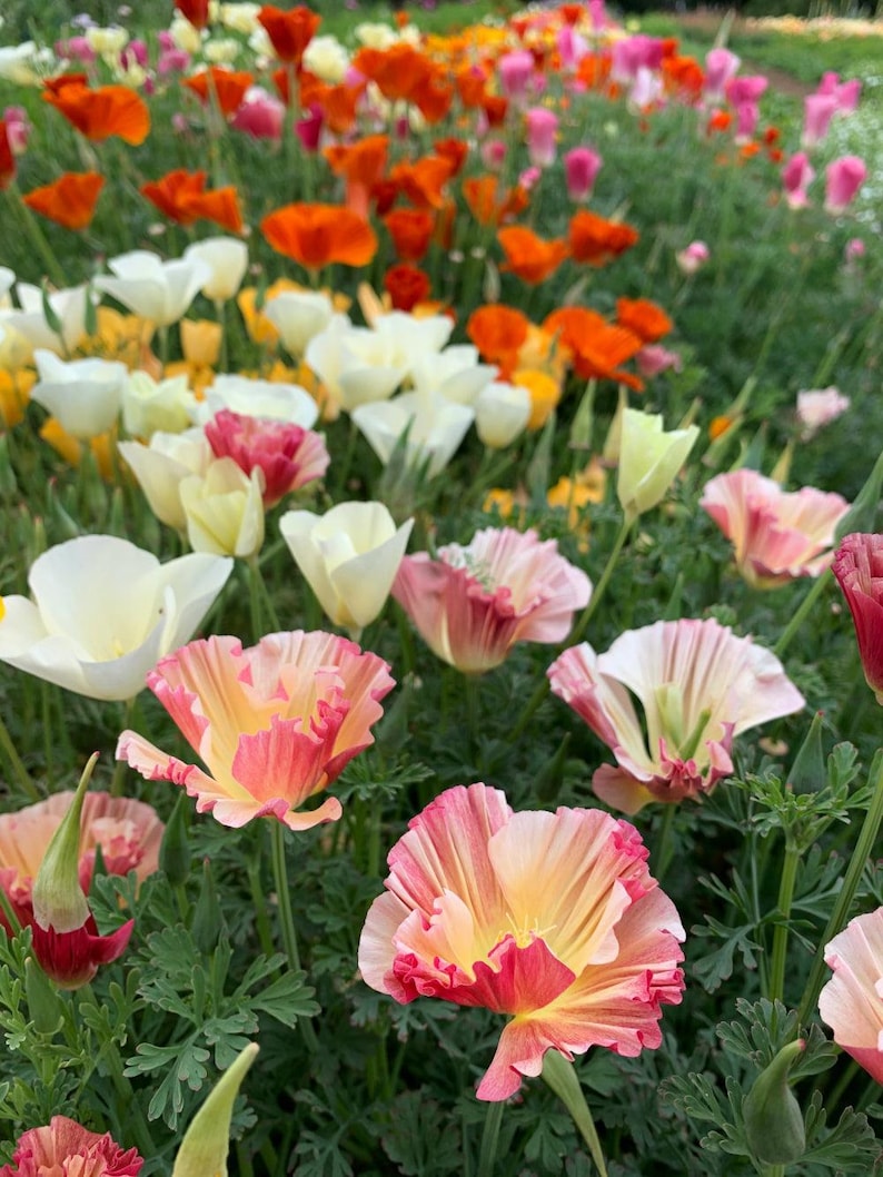 May include: A field of California poppies featuring a variety of colours including vibrant orange, creamy white, and soft pink. The flowers have delicate, ruffled petals and thin green stems, growing in a dense cluster across the garden landscape.