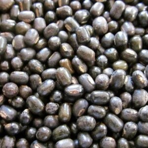 100-300 semillas de frijol mungo negro, Vigna radiata, Kali Mung, germinadas imagen 4