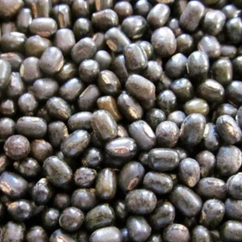100-300 semillas de frijol mungo negro, Vigna radiata, Kali Mung, germinadas imagen 4