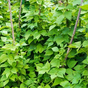 10+ semi di fagioli neri francesi Anupama, Phaseolus vulgaris, fagioli neri francesi, fagioli nani indiani immagine 7