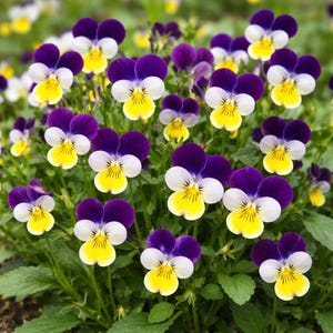 K&ouml;nnte beinhalten: Eine Ansammlung von Stiefm&uuml;tterchen mit Bl&uuml;tenbl&auml;ttern in den Farben Dunkelviolett, Wei&szlig; und leuchtendem Gelb. Jede Bl&uuml;te hat f&uuml;nf abgerundete Bl&auml;tter mit einer markanten dunklen Mitte und feinen Adern, die sich vor gr&uuml;nem Laub abheben.