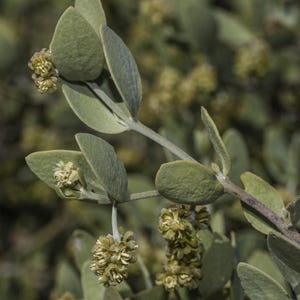 May include: A branch of a jojoba plant featuring smooth, oval-shaped, sage-green leaves arranged in opposite pairs along a woody stem. Small, clustered, pale yellow-green flowers emerge from the leaf axils, displaying a textured, granular appearance.