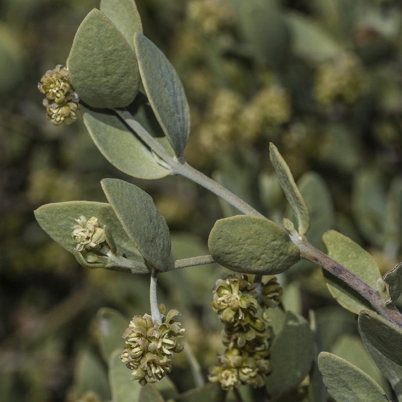 May include: A branch of a jojoba plant featuring smooth, oval-shaped, sage-green leaves arranged in opposite pairs along a woody stem. Small, clustered, pale yellow-green flowers emerge from the leaf axils, displaying a textured, granular appearance.