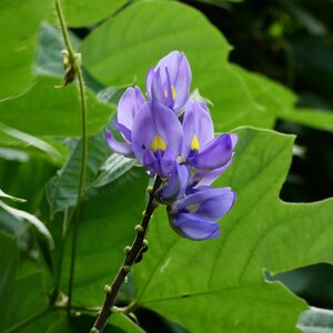 10+ semi di fagioli Jicama Yam, Pachyrhizus erosus, rapa messicana, Sankalu immagine 6