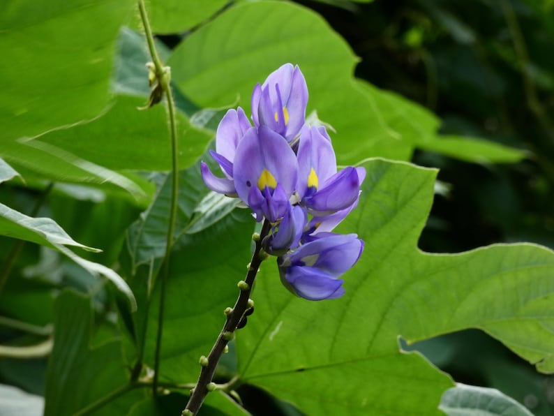 10+ semi di fagioli Jicama Yam, Pachyrhizus erosus, rapa messicana, Sankalu immagine 6