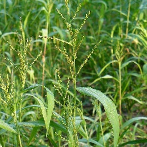 May include: A green millet plant featuring slender stalks and branching panicles with small, light yellow seeds. The plant has long, pointed, dew-covered leaves that extend outward from the central stem, growing in a dense field of similar vegetation.