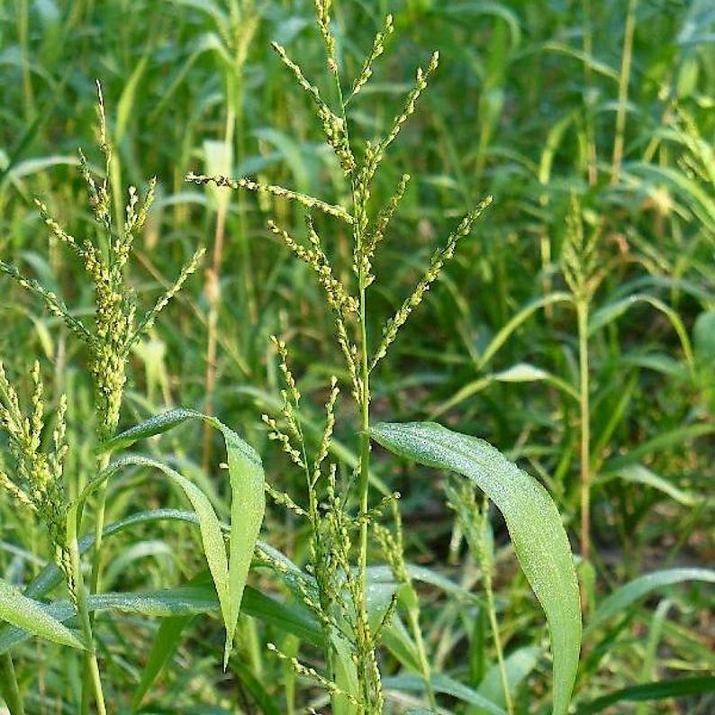 May include: A green millet plant featuring slender stalks and branching panicles with small, light yellow seeds. The plant has long, pointed, dew-covered leaves that extend outward from the central stem, growing in a dense field of similar vegetation.
