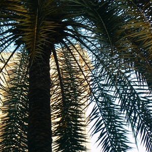10+ Phoenix Sylvestris Seeds, Indian Date Palm, Silver Date Palm, Wild Date Palm, Exotic Palm Seeds image 2