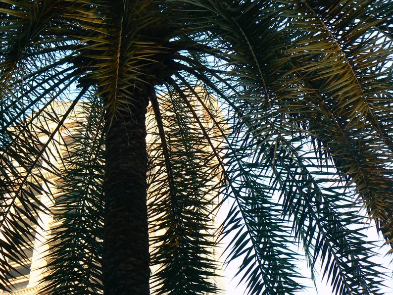 10+ Phoenix Sylvestris Seeds, Indian Date Palm, Silver Date Palm, Wild Date Palm, Exotic Palm Seeds image 2