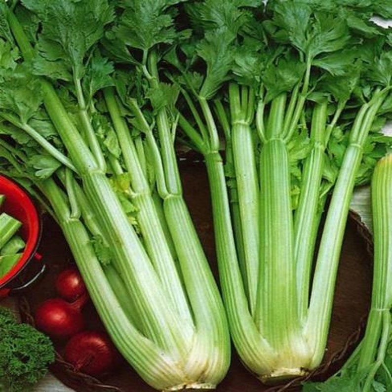 Pu&ograve; includere: Due grandi gambi di sedano verde fresco con steli lunghi e costoluti e cime frondose vibranti. Il sedano &egrave; posizionato accanto a diverse piccole cipolle rosse rotonde e una porzione di cavolo riccio, mostrando la consistenza grezza.