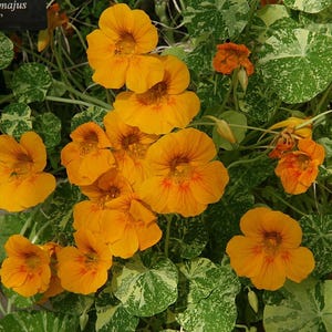 20+ Kapuzinerkresse-Alaska-Mischung (Tropaeolum majus, Kapuzinerkresseblüte, Gartenpflanze) Bild 3