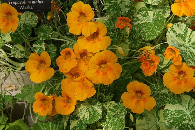 20+ Kapuzinerkresse-Alaska-Mischung (Tropaeolum majus, Kapuzinerkresseblüte, Gartenpflanze) Bild 3