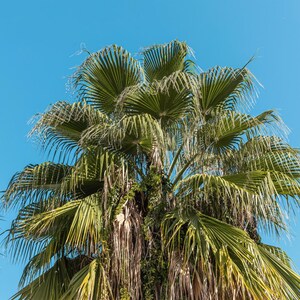 Peut inclure: Un palmier &eacute;ventail avec de grandes frondes segment&eacute;es d'un vert &eacute;clatant rayonnant vers l'ext&eacute;rieur. Le centre de l'arbre pr&eacute;sente une grappe dense de fibres brunes s&eacute;ch&eacute;es et de feuillage, sur un ciel bleu clair et lumineux.