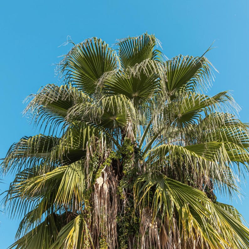 Peut inclure: Un palmier &eacute;ventail avec de grandes frondes segment&eacute;es d'un vert &eacute;clatant rayonnant vers l'ext&eacute;rieur. Le centre de l'arbre pr&eacute;sente une grappe dense de fibres brunes s&eacute;ch&eacute;es et de feuillage, sur un ciel bleu clair et lumineux.